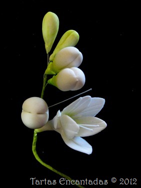 freesias (1) freesias (1)