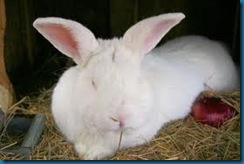 rabbit manure rabbit manure