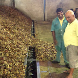 piles of copra (dried coconut flesh) in a coconut oil factory