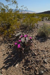 The Mojave National Preserve