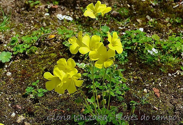 Glória Ishizaka -flor  15
