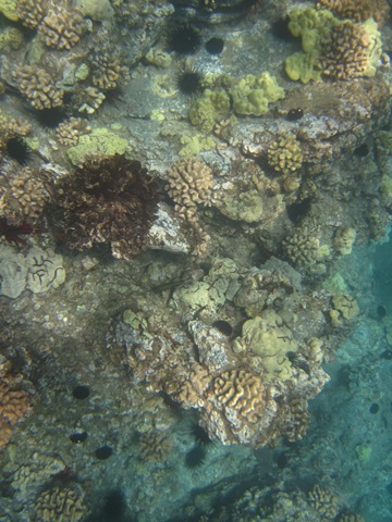 [IMG_3536%255B3%255D.jpg]