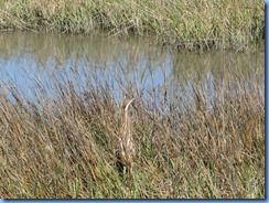 7094 Texas, South Padre Island - Birding and Nature Center - American Bittern