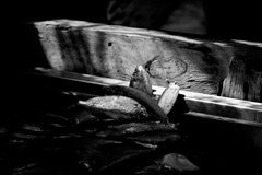 Feeding-the-Tarpon-2