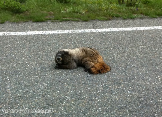 [IMG_1015%255B5%255D.jpg]