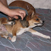 Puppys 040.JPG