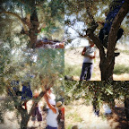 some olive harvest photos 001