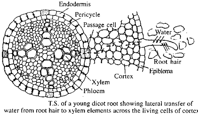 water absorption