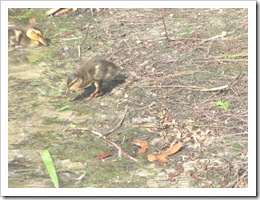 Florida vacation 3.12 baby ducks at waters edge