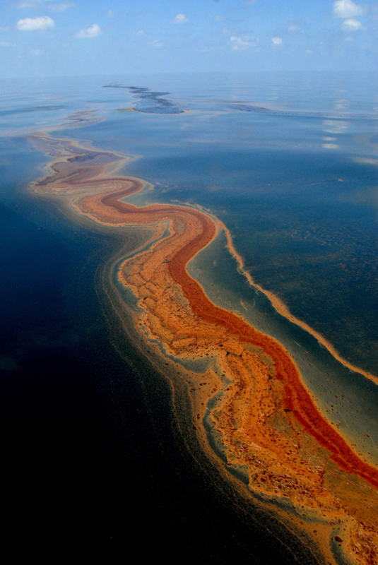 Dispersant clotted oil and fresh crude float on surface nine miles from the Deepwater Horizon oil well spill source in the Gulf of Mexico on 6 May 2010. Hundreds of beached dolphin carcasses, shrimp with no eyes, contaminated fish, ancient corals caked in oil and some seriously unwell people are among the legacies that scientists are still uncovering in the wake of BP's Deepwater Horizon spill. Photo: EPA