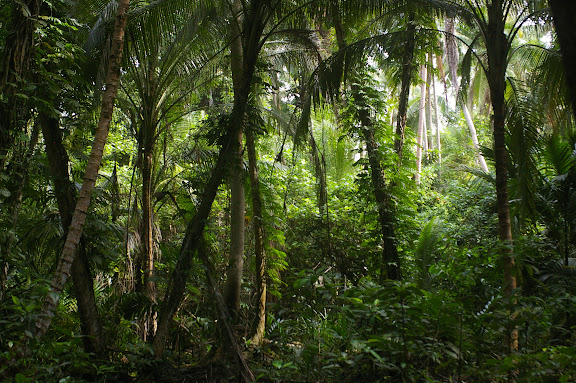 Dans la forêt. Pulau Mantanani (Sabah, Malaisie) 28 juillet 2011. Photo : J.-M. Gayman