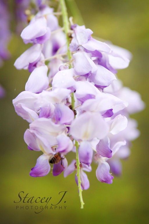 [lilacs%2520001%2520copy%255B4%255D.jpg]