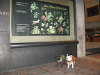 Martha wanted to see an exhibit called 'Mrs. Delany and her Circle.'  Since dogs aren't allowed in the museum, Uncle Carlos said he would take us on our own little adventure.