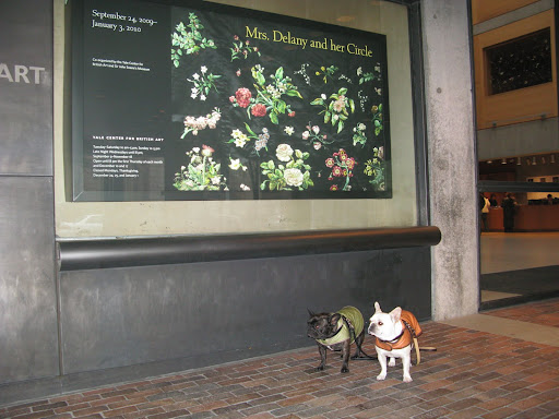 Martha wanted to see an exhibit called 'Mrs. Delany and her Circle.'  Since dogs aren't allowed in the museum, Uncle Carlos said he would take us on our own little adventure.