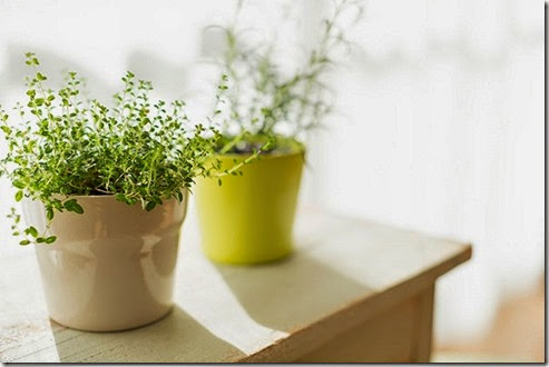 部屋の中にある観葉植物