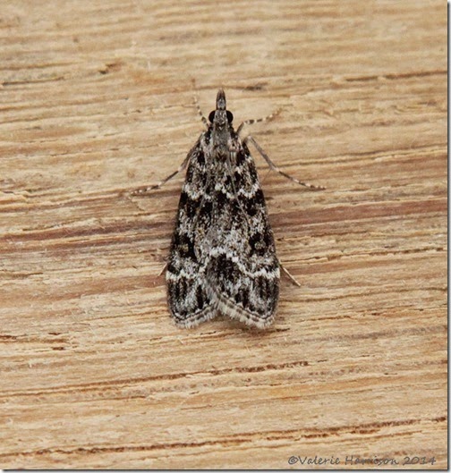 Scoparia-ambigualis-2 Scoparia-ambigualis-2