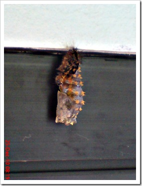 caterpillar turn into chrysalis 06