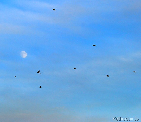 4. crow moon sky 2010-kab
