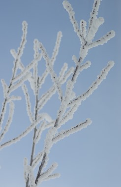 Dec Snow-3