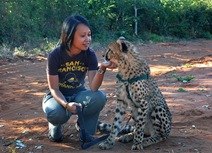 Cheetahs purr like engines. Cheetahs purr like engines.