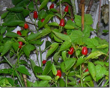 DSCN5928 DSCN5928