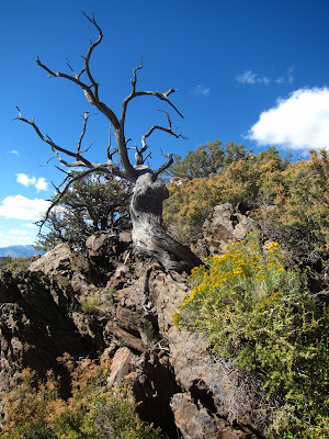 Another Cool Tree