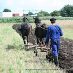 graanoogst-09-009.jpg