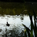 Eurasian Coot