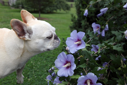 With the high temperatures and humidity levels, it's amazing that flowers keep blooming.  In this weather, I sure begin to wilt myself!