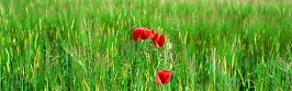 flower panoram_nebesnoe.info_13.jpg