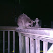 Racoon 032.JPG