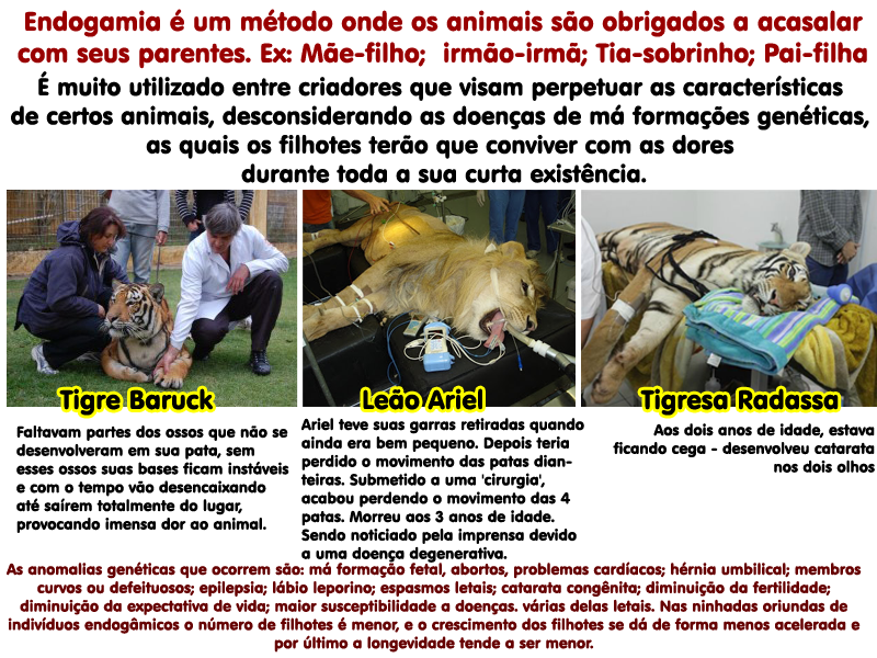 [endogamia%255B3%255D.png]