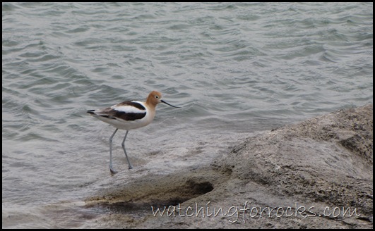 IMG_1684 AmericanAvocet OnFishingCone 