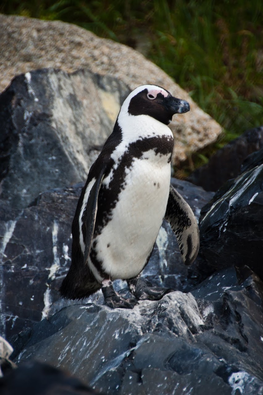 Boulders Beach penguin
