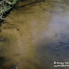 rz. Gryżynka dsc06294.jpg