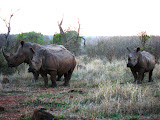 Another rhino family. Transition to Madagascar - 069.jpg