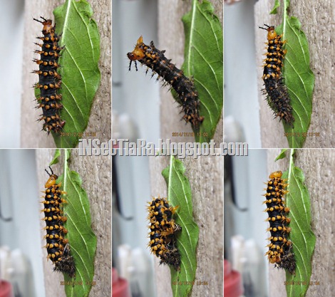 ulat kupu-kupu Common Eggfly atau Great Eggfly (Hypolimnas bolina) ganti kulit 