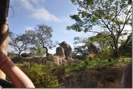 animal kingdom 121012 104