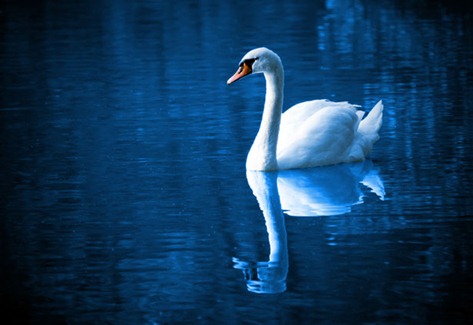 swan on lake swan on lake