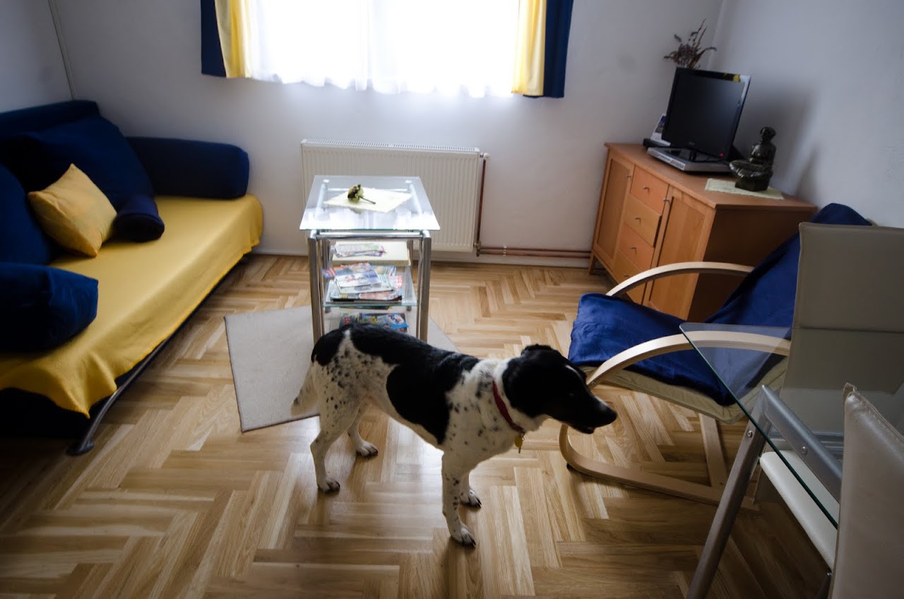 Abby in our Zagreb apartment