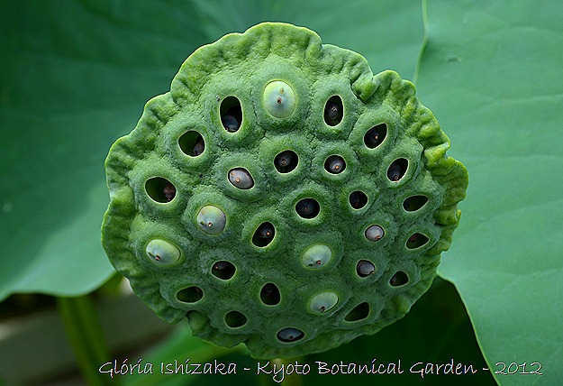 Glória Ishizaka - Flor de Lótus -semente -  Kyoto Botanical Garden 2012