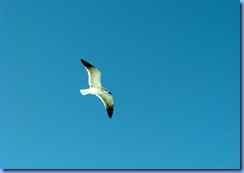6880 Texas, South Padre Island - Osprey Cruises - Sea Life Safari  -  Laughing Gull