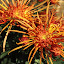 orchid_0058.JPG