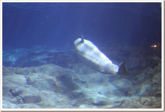 珠海橫琴長隆海洋王國_白鯨_04