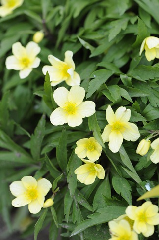 080426_550_lisager