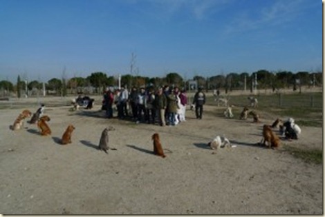 Escuela de Adiestramiento Canino en Madrid7