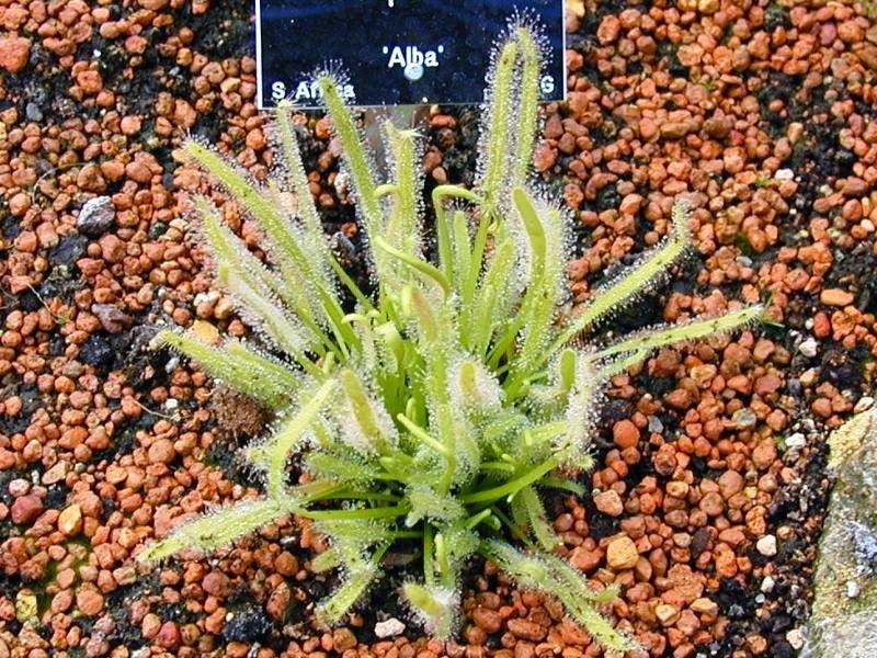 [Drosera-capensis-alba4.jpg]