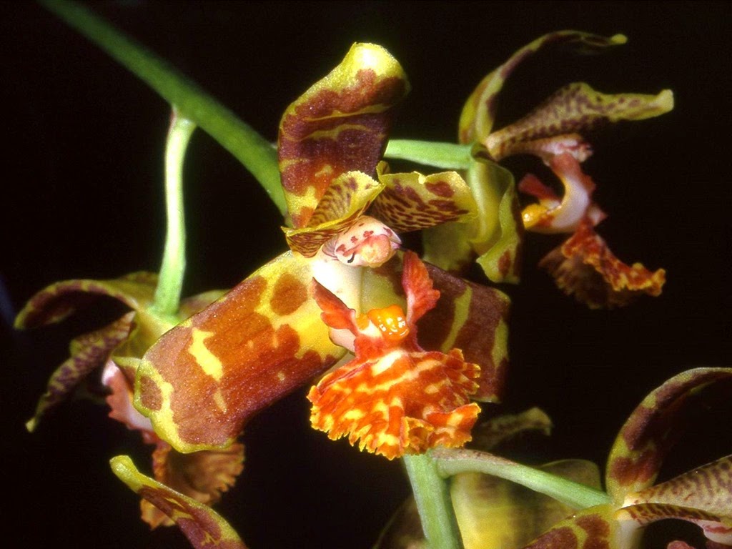 [OR%2520Rudolfiella_floribunda%255B3%255D.jpg]