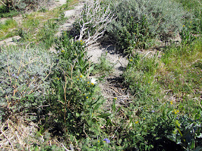 According to Ron over at www.my-photo-blog.com/ this may be the invasive Sahara Mustard that is choking the native wildflowers