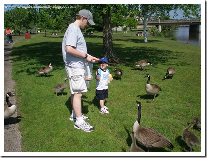 feeding the ducks feeding the ducks